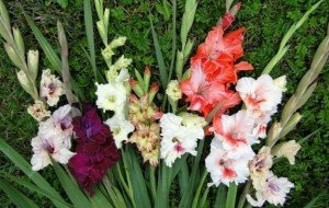 Вирощування гладіолусів: посадка і догляд у відкритому грунті, строки і схема посадки, коли викопувати гладіолуси, особливості зберігання цибулин, фото