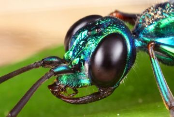Смарагдова тарганяча оса – нічний кошмар тарганів