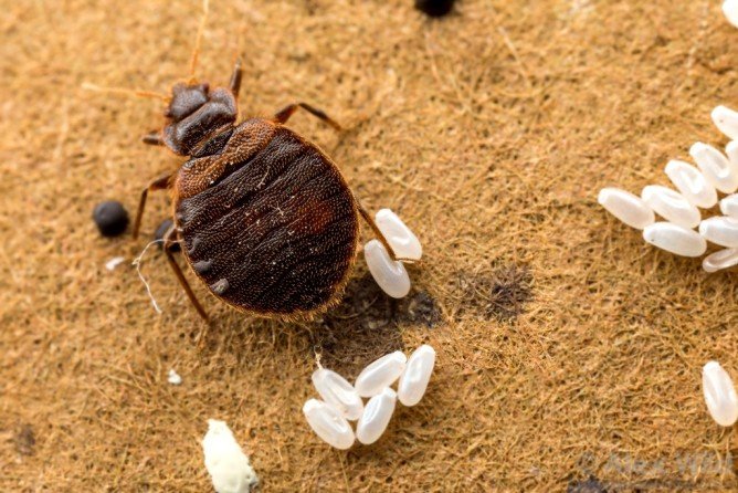 Розмноження клопів: як, де і з якою швидкістю