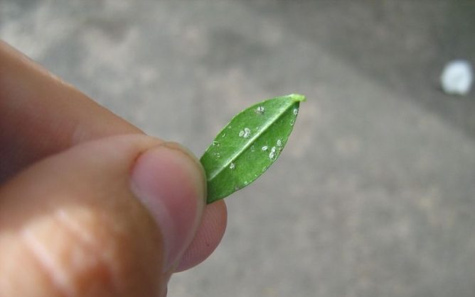 Попелиця на кімнатних квітах: чим обробити, як вивести