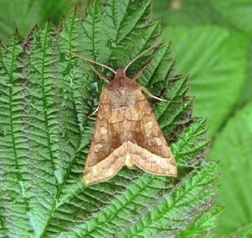 Небезпечні шкідники картоплі: картопляна совка, персикова попелиця, дротянки і інші небезпечні шкідники