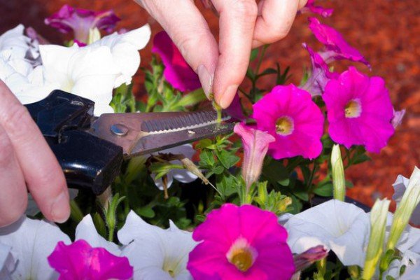 Петунія Джоконда каскадна: індивідуальні особливості сорту, нюанси вирощування та догляду