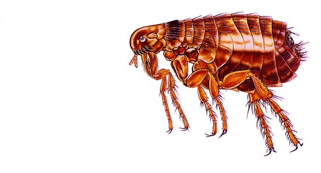 Земляні блохи: Зовнішній вигляд і як позбутися від цього нещастя