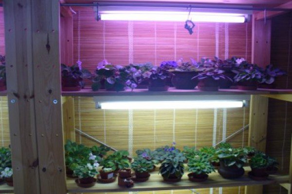 Розмноження петунії допомогою живцювання — ефективний і простий метод розведення квітів будинку і в саду