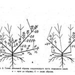 Догляд за жимолостю: правила обрізки навесні і восени і детальна схема
