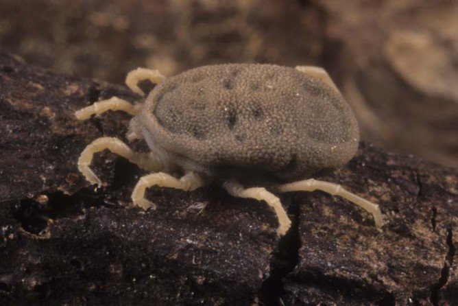 Аргасовые кліщі   дії при їх укусі