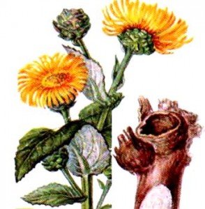 Лікування панкреатиту травами, народні засоби