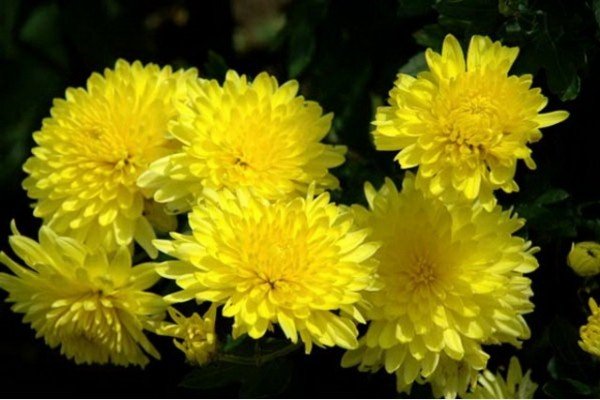 Якими бувають жовті багаторічники: види і сорти рослин, опис та фото з назвами