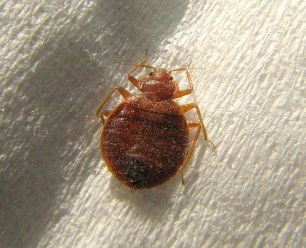 Постільні клопи: як виявити і як позбутися