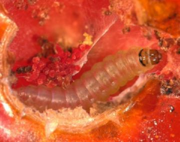 Мінуюча міль: томатна, каштанова і заходи боротьби з нею