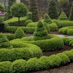 Використання туї для створення живоплоту: опис сортів та особливості формування