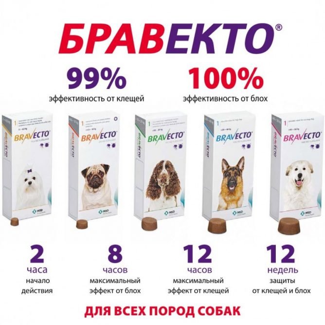 Засіб від кліщів для собак: таблетки, краплі або ошейнки?