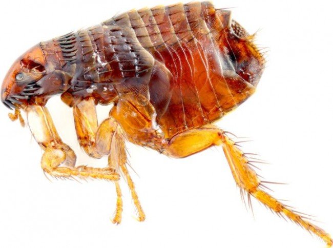 Котячі блохи — як вилікувати мурлыку і захистити себе?