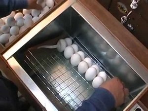 Навіщо потрібен інкубатор для яєць: правила виведення курчат, оптимальний режим і фото