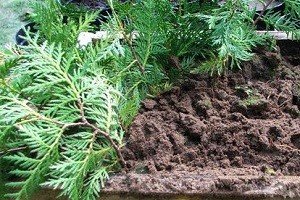Порядок дій при розмноження туї живцями: особливості вибору, підготовки і висадки