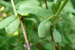 Хвороби та шкідники жимолості: ознаки і методи боротьби з ними