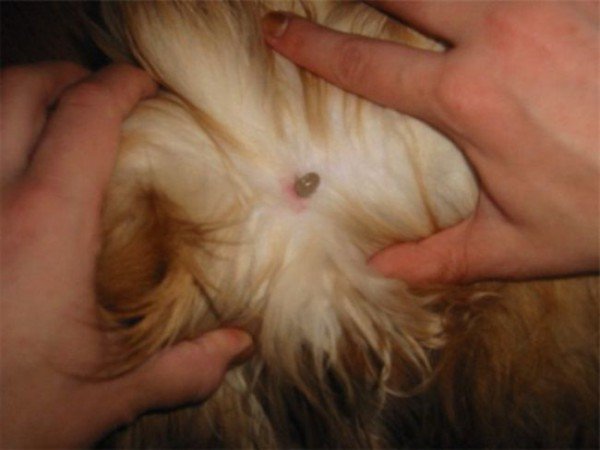 Укуси кліщів у людей і собак: фотографії, зображення