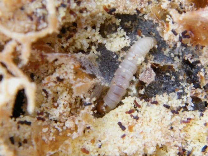 Воскова міль: народні рецепти приготування настоянки