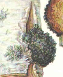 Лікування панкреатиту травами, народні засоби