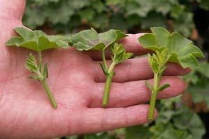 Кімнатна гортензія в домашніх умовах: рекомендації по посадці і поради по догляду