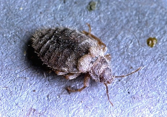 Види постільних клопів