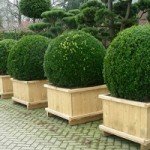 Використання туї для створення живоплоту: опис сортів та особливості формування