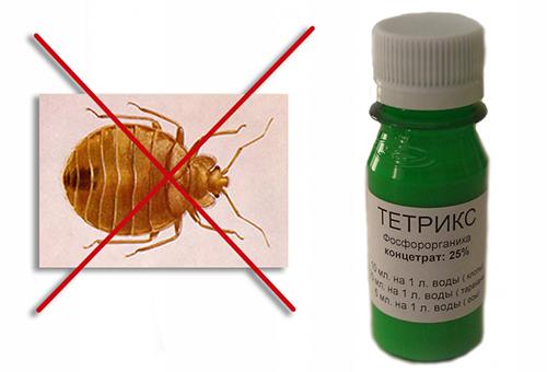 Як розмножуються постільні клопи і тривалість їх життя