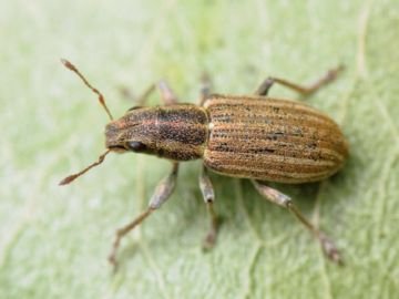 Найцікавіші та поширені види довгоносиків: південний, листової, стеблової, пятиточковий та інші