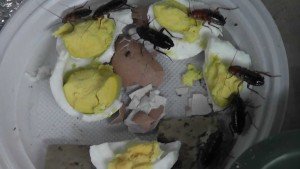 Звідки беруться таргани в квартирі: чим харчуються і чому зявляються