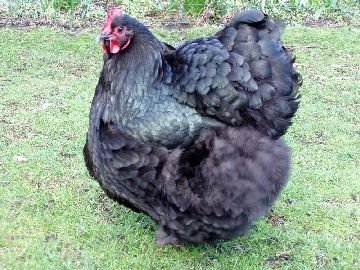 Курячі блохи: способи боротьби та профілактика