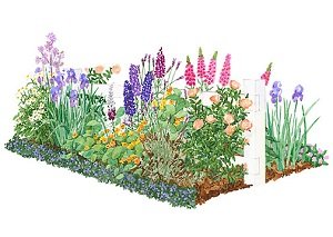 Низькорослі бордюрні квіти: правила підбору і види рослин, поради по догляду та фото