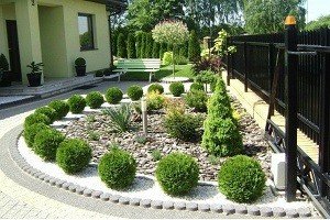 Малі елементи великого дизайну — карликові туї: особливості висадки на ділянці і опис популярних сортів