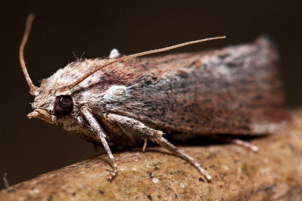 Воскова міль: запобігання зараження вуликів, позбавлення від личинок