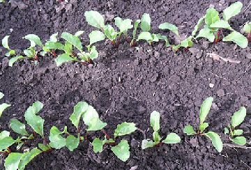 Буряковий довгоносик: опис і шкоду