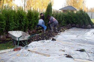 Пересадка туї навесні: вибір місця, основні правила пересадки і догляд за кущами