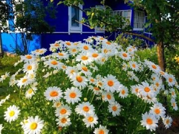 Як позбутися від земляних бліх з будинку і квартирі