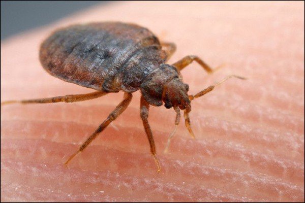 Як вивести клопів з квартири самостійно: основні етапи