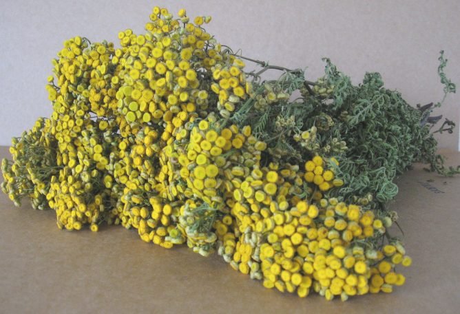 Як позбутися від молі в квартирі народними засобами