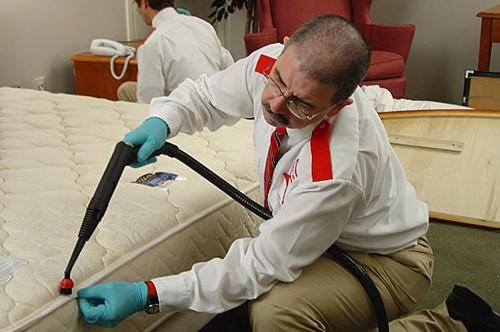 Як позбутися від клопів у квартирі – народні методи боротьби