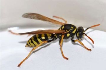 Паперові оси: оригінальні будівельники