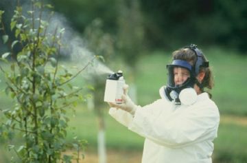 Пістрянка   шкідлива метелик в наших садах