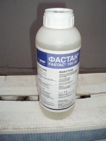 Самшитовий огнівка: поширення, шкоду і методи боротьби