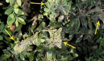 Самшитовий огнівка: поширення, шкоду і методи боротьби