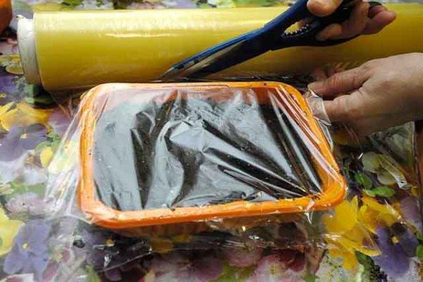 Петунія крупноквіткова: огляд сортів і особливості вирощування