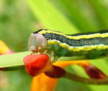 Шкідники рослин: совка гамма і інші представники совок