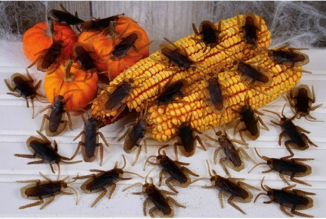 Великі таргани: хороші сусіди чи вороги?