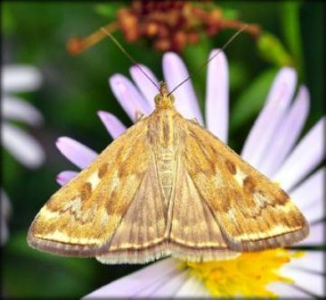 Лучний метелик на соняшники і кукурудзі   ефективні заходи боротьби