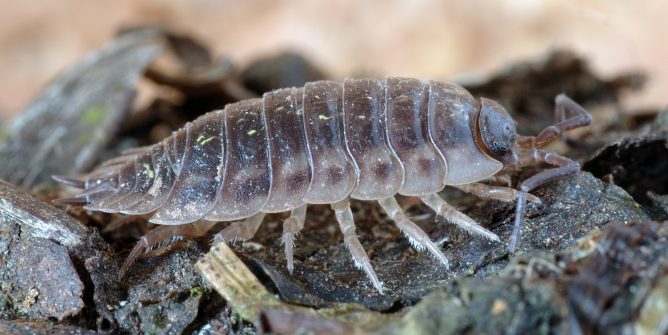 Комаха мокриця: як виглядає, звідки береться, небезпека для людини