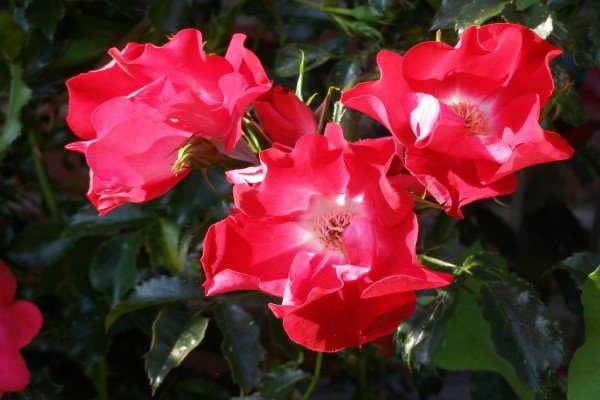 Кращі сорти червоних плетистих троянд: фото каталог і характеристики популярних садових рослин