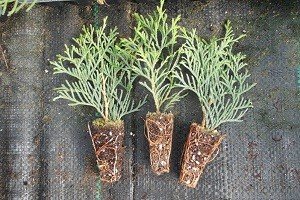 Вирощування туї з насіння: особливості посадки і догляду в домашніх умовах